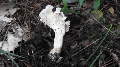 Cantharellus albopileatus