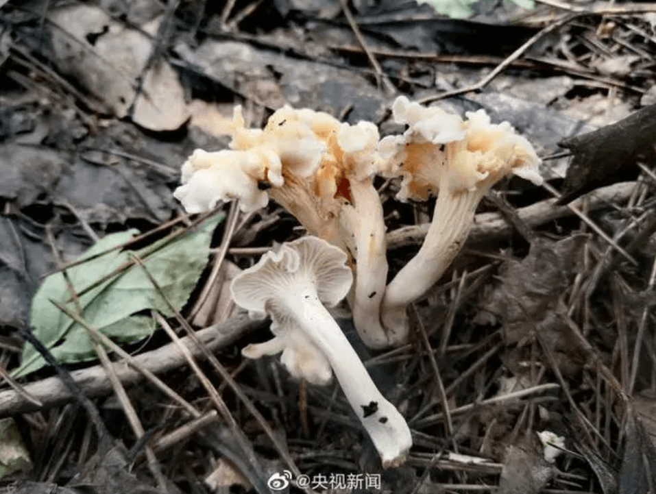 Cantharellus albopileatus é descoberta na China
