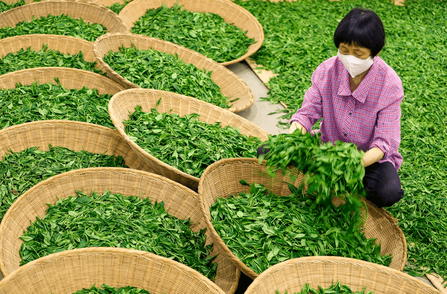 Técnicas de processamento de chá chinês
