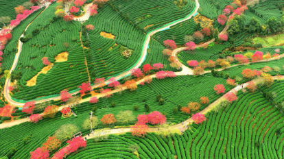 técnicas tradicionais de processamento de chá da China