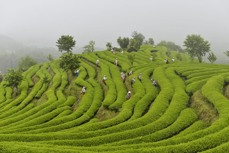 Técnicas de processamento de chá chinês