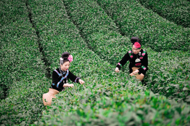 Processamento de chá chinês viram patrimônio cultural | China2Brazil