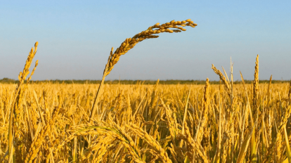 Abastecimento mundial de trigo