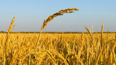 Abastecimento mundial de trigo