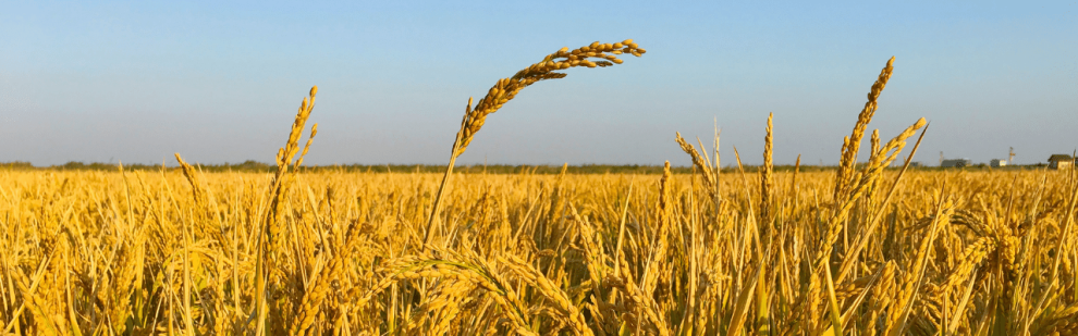 Abastecimento mundial de trigo