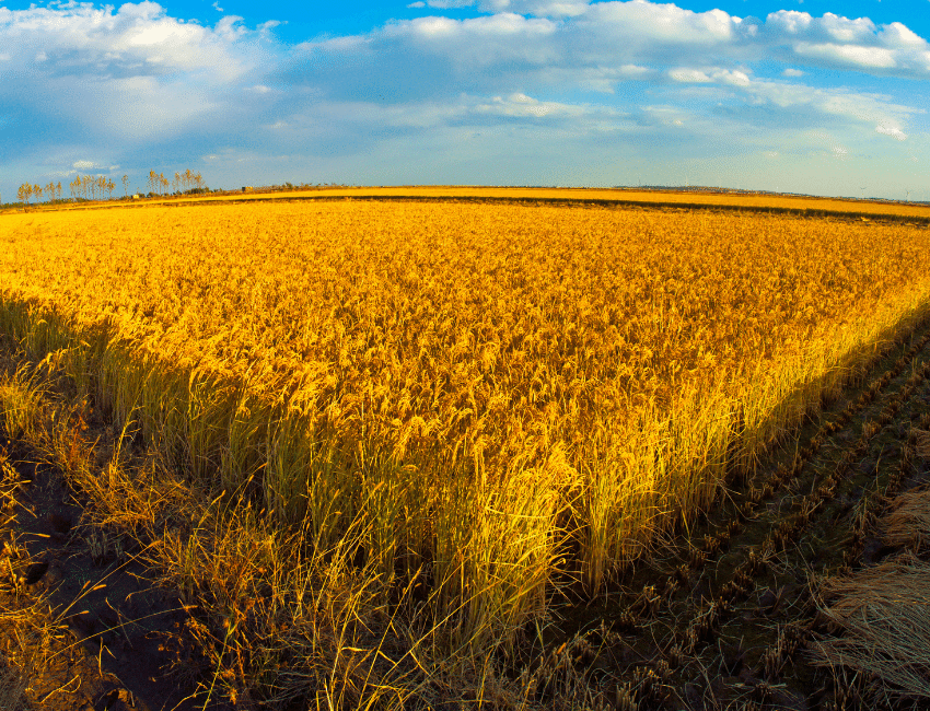 Abastecimento mundial de trigo