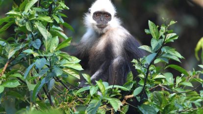 Fauna e flora da China
