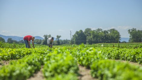 Agricultura