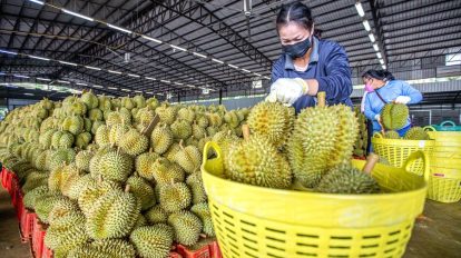 Durian China