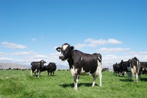 Exportações de carne bovina à China