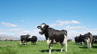 Exportações de carne bovina à China