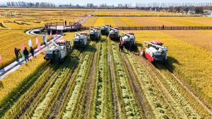 China entra em fase decisiva da safra de grãos de verão com apoio tecnológico