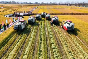 China entra em fase decisiva da safra de grãos de verão com apoio tecnológico
