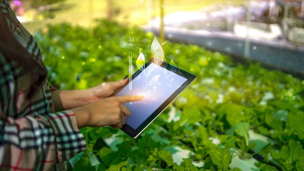 Tradição agrícola chinesa