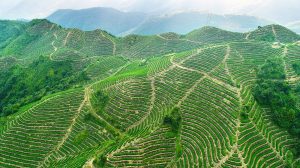 Patrimônio agrícola cultural