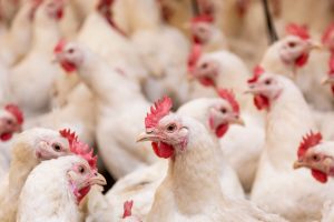 importações de frango do Brasil