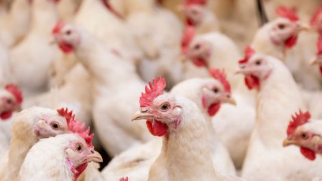 importações de frango do Brasil