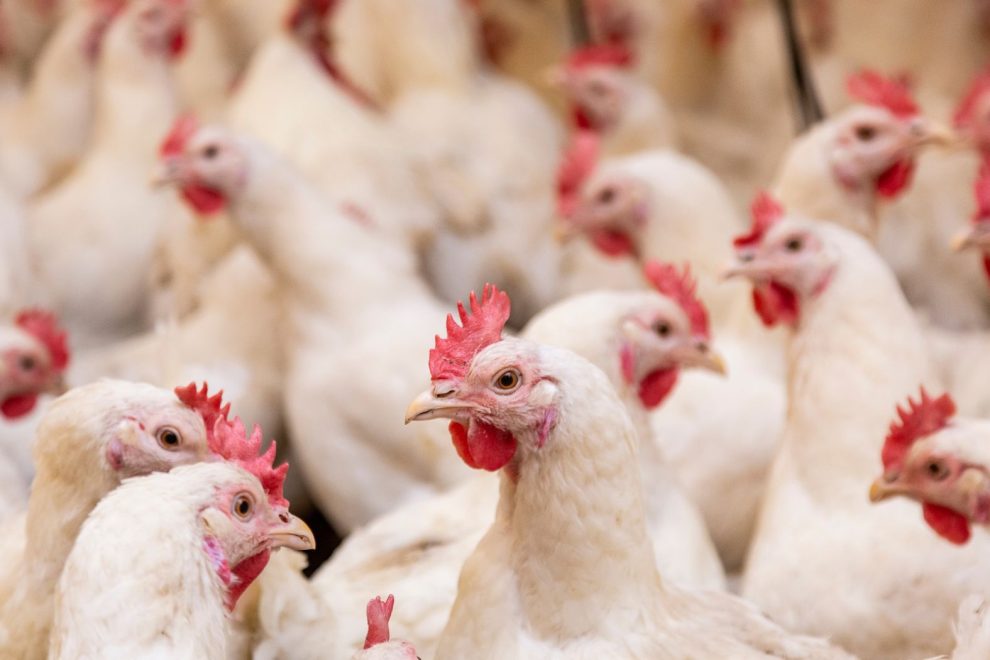 importações de frango do Brasil