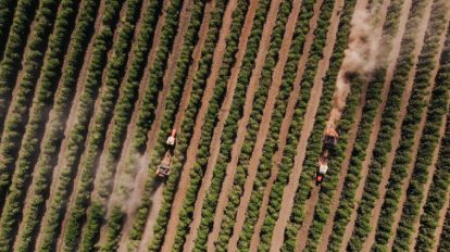 Syngenta terras degradadas