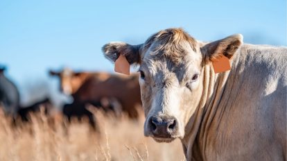 Investigação carne bovina importada