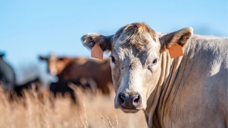 Investigação carne bovina importada