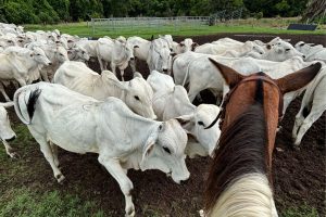 Maior produtor de carne bovina
