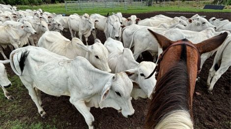 Maior produtor de carne bovina