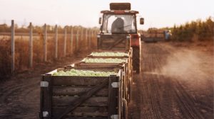 Agronegócio brasileiro