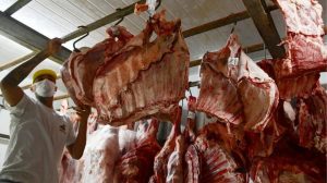 China salvaguarda bovina