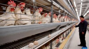 China restrições Rio Grande do Sul