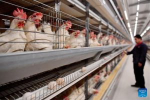 China restrições Rio Grande do Sul