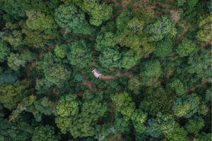 Crescimento de florestas no mundo