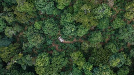 Crescimento de florestas no mundo