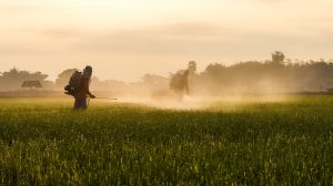 Mercado de fertilizantes