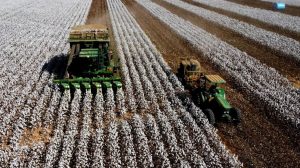 supersafra brasileira