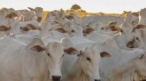 Cota carne bovina