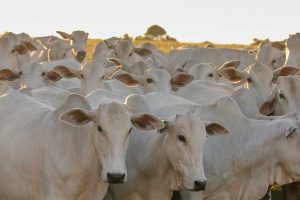 Cota carne bovina