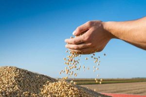 capital chinês no agro brasileiro