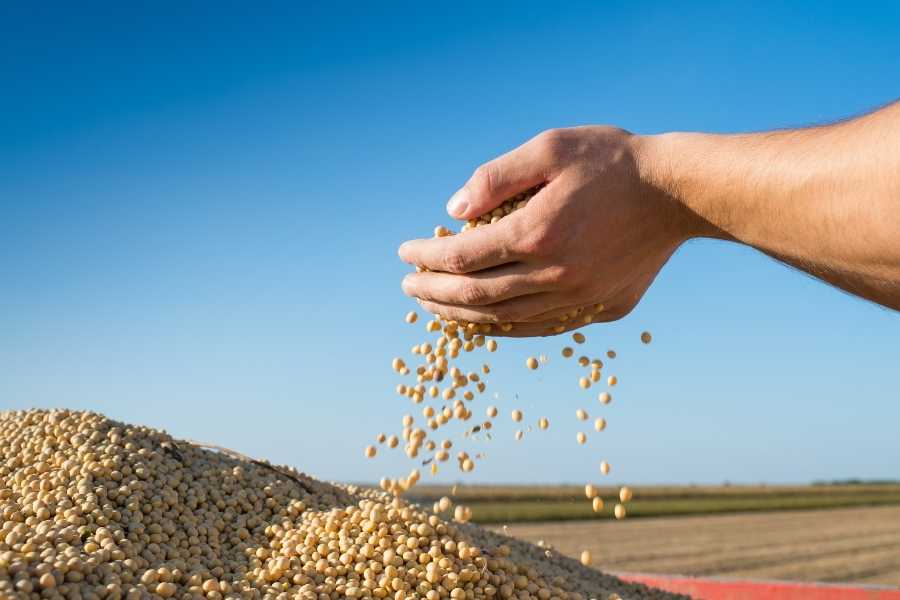 capital chinês no agro brasileiro