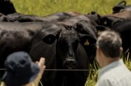 Carne bovina do Brasil