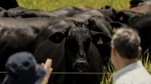 Carne bovina do Brasil