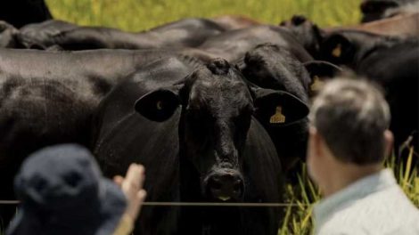 Carne bovina do Brasil
