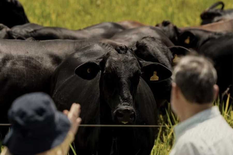 Carne bovina do Brasil