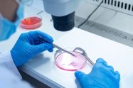Embrião humano em laboratório