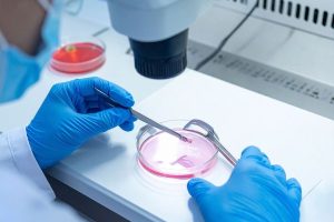 Embrião humano em laboratório