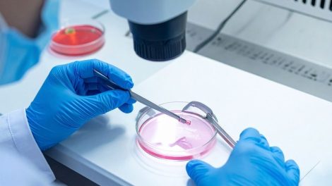 Embrião humano em laboratório