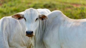 Brasil Livre de febre aftosa