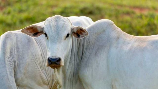 Brasil Livre de febre aftosa