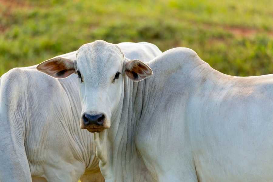 Brasil Livre de febre aftosa