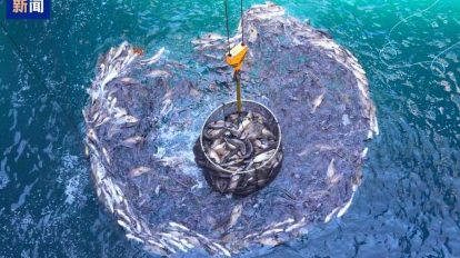 Produção de peixes